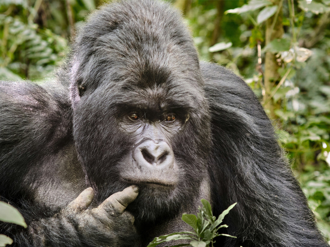 Observer les gorilles des plaines au Congo : le guide du tourisme responsable