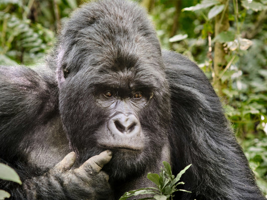 Observer les gorilles des plaines au Congo : le guide du tourisme responsable