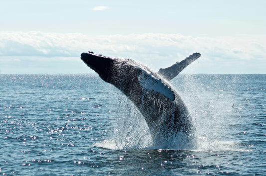 Comment voir les baleines à bosse en Polynésie : le guide complet